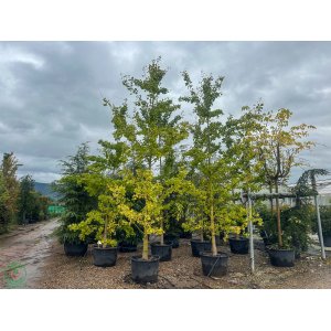 Ginko dvojlaločné (Ginkgo biloba) - výška 500-550 cm, kont. C230L, obvod kmeňa 20/25 cm - EXEMPLÁR